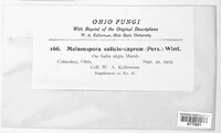 Melampsora caprearum image